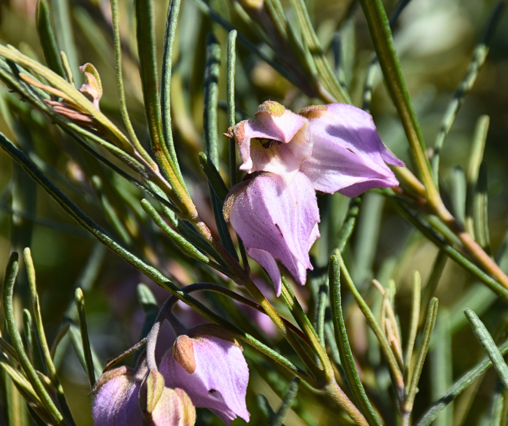 Guichenotia macrantha