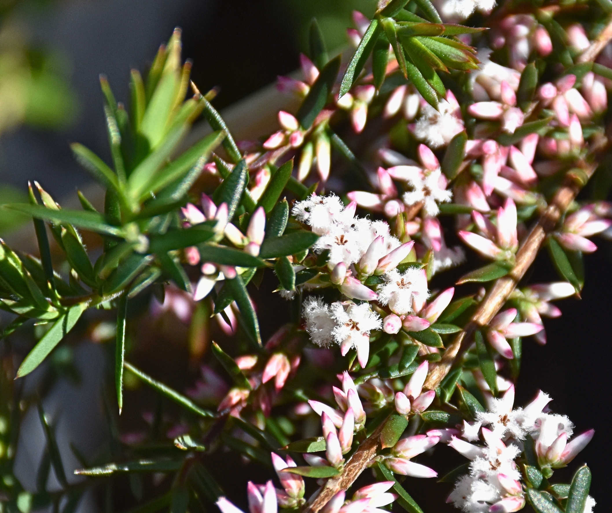 Leucopogon ericoides Pink Beard Heath with soft pink bearded flowers and fine foliage at Kuranga Native Nursery