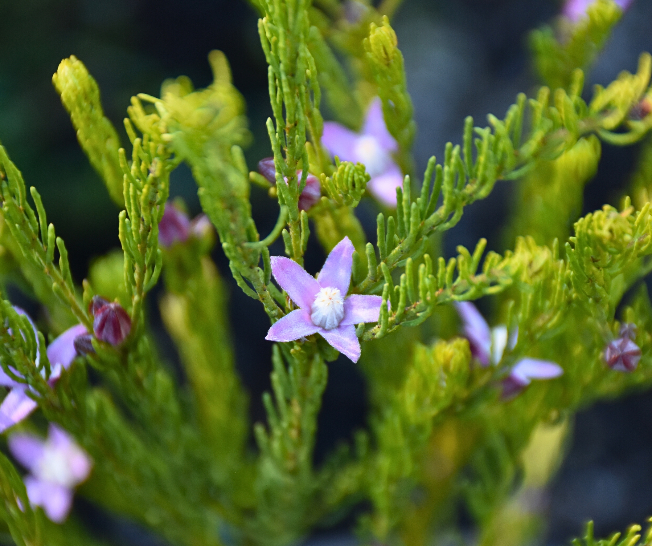 Philotheca salsolifolia Narrow-leaf Waxflower with starry mauve-pink flowers and narrow leaves at Kuranga Native Nursery