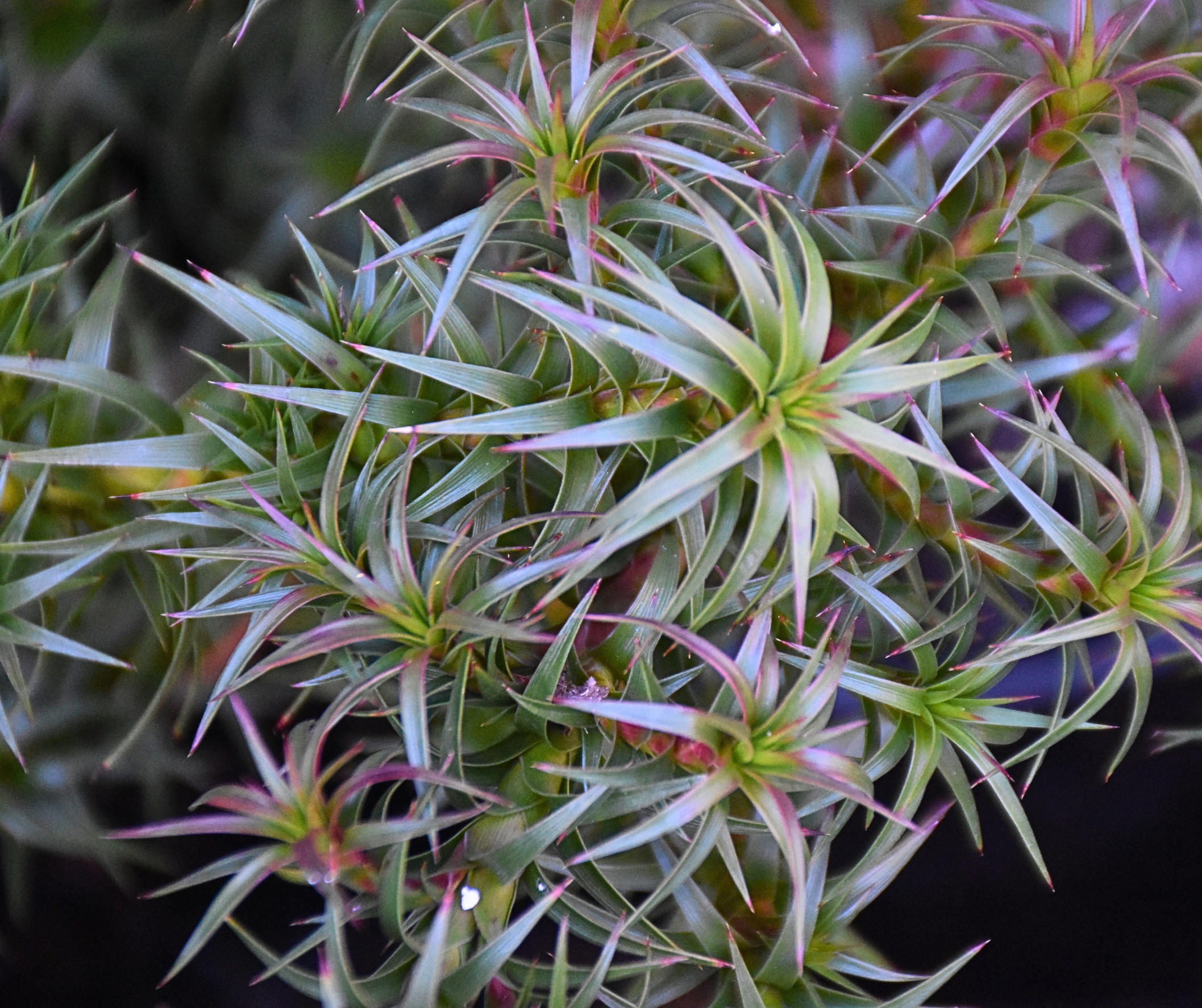 Richea continentis Dinner Plain Candle Heath with white-pink flowers and dense foliage at Kuranga Native Nursery