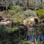 Shady dry Australian garden with native ground covers and small shrubs