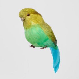 Glitter Beak Budgie